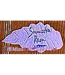 Sumatra Rain