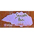 Sumatra Rain Wood